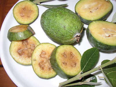 Feijoa