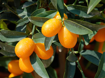 Kumquat