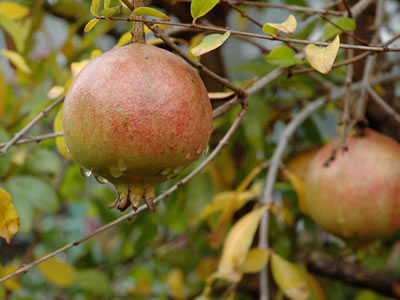 Melograno da frutto