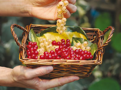 Ribes rosso e bianco