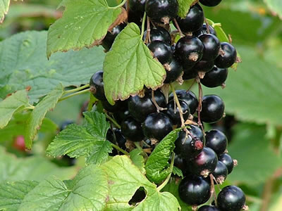 Ribes nero