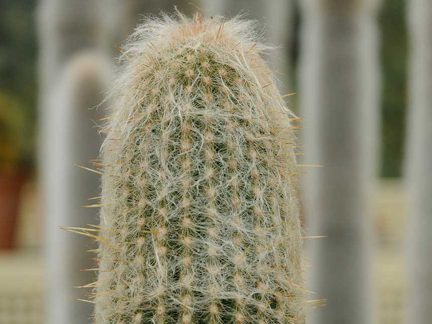 Cleistocactus crestato