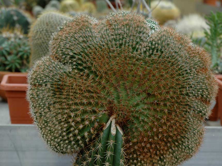 Echinocactus crestato