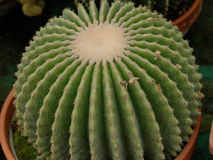 Echinocactus inerme