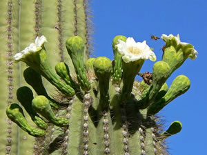 Saguaro