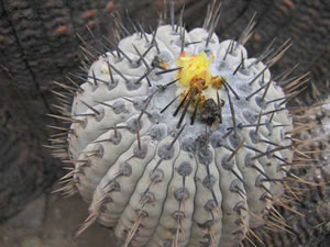 Copiapoa