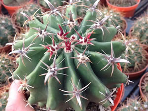 Ferocactus orrido