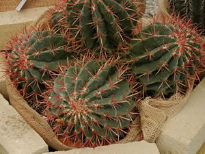 Ferocactus stainesii