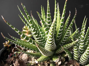 Haworthia