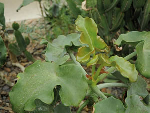 Kalanchoe beharensis