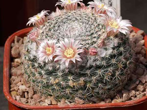 Mammillaria formosa