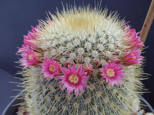 Mammillaria magnifica