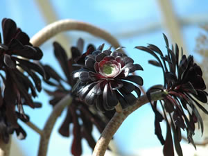 Aeonium ‘Schwarzkopf’
