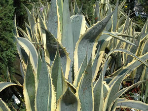 Agave americana