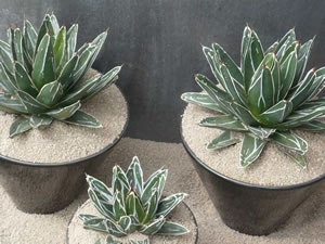 Agave Regina