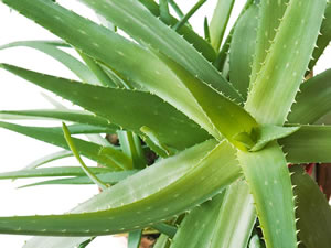 Aloe vera