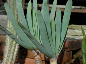 Aloe plicata o a ventaglio