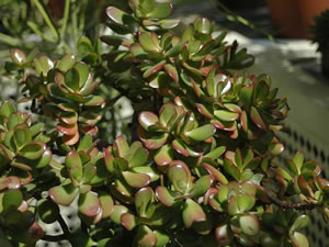 Crassula