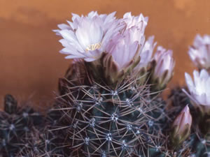 Echinopsis