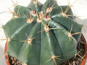 Ferocactus