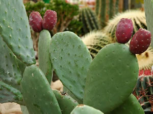 Opuntia (fico d’India)