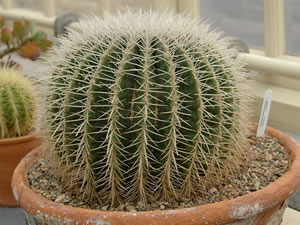 Echinocactus