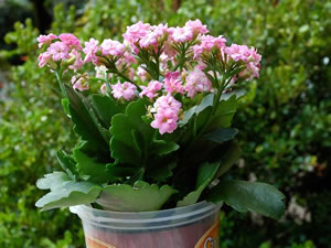 Kalanchoe