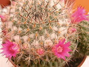 Mammillaria