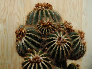 Notocactus