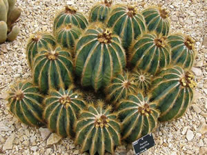 Parodia