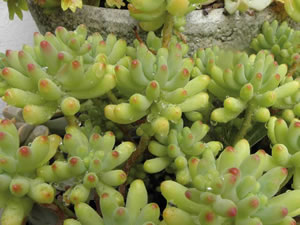 Sedum