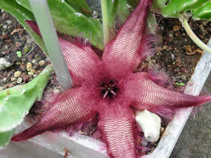 Stapelia