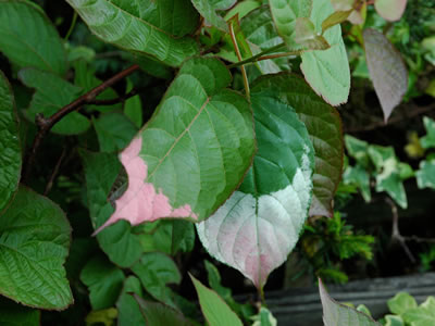 Actinidia