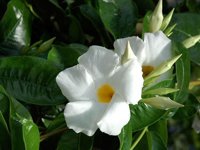 Allamanda