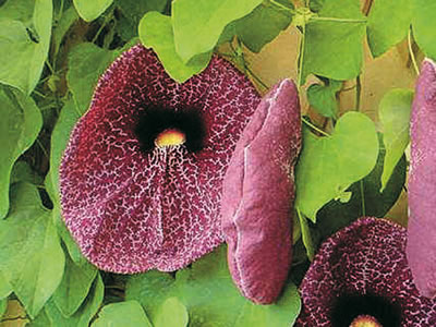 Aristolochia