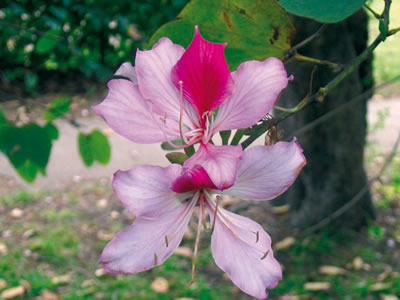 Bauhinia