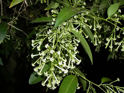 Cestrum