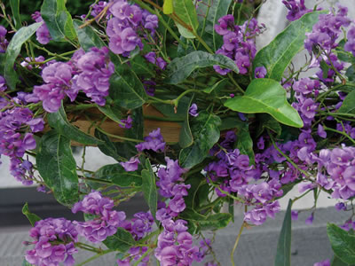 Hardenbergia