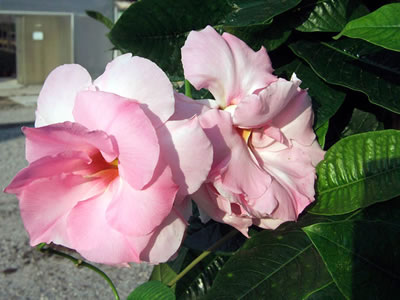 Mandevilla