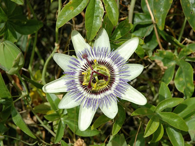 Passiflora