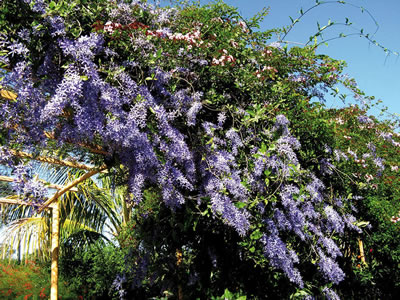 Petrea