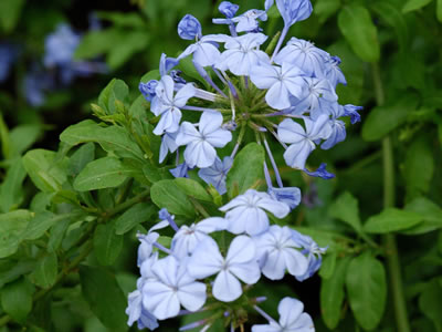 Plumbago