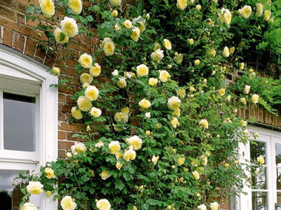 Rosa ‘Golden Showers’