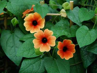 Thunbergia alata