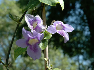 Thunbergia grandiflora