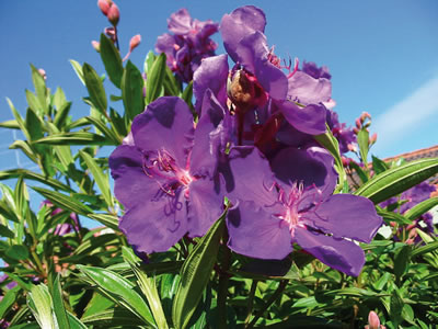 Tibouchina