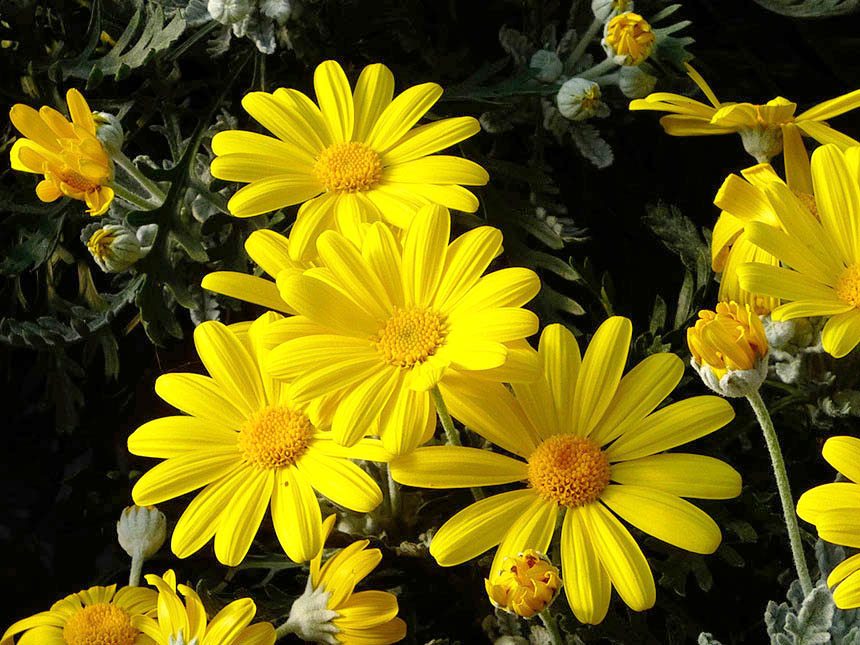 Euryops - Euryops - Giardinaggio.mobi