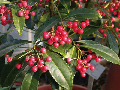 Ardisia