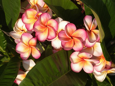 Plumeria (Frangipani)