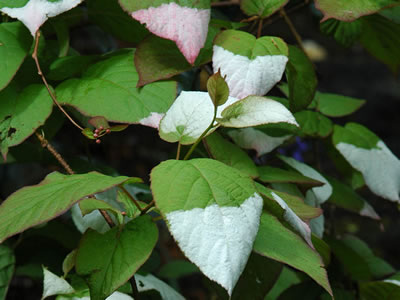 Actinidia